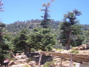 Cèdre du parc national de Chélia, m'sara, Wilaya de Khenchla