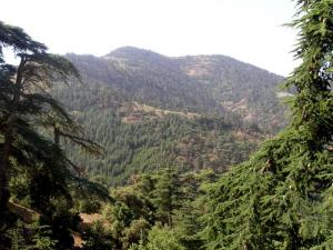 La Forêt de Cèdre à Khenchla