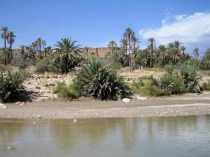 Palmeraie à El Ouldja (Wilaya de Khenchla)
