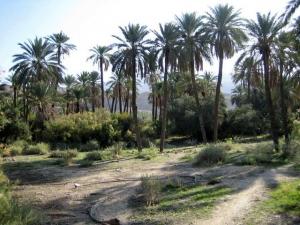 Palmerai à El Ouldja (Wilaya de Khenchla)