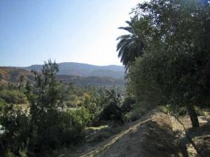 Palmeraie à El Ouldja (Wilaya de Khenchla)