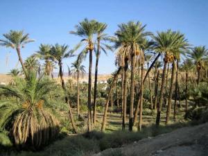 Palmeraie El Ouldja à Khenchla
