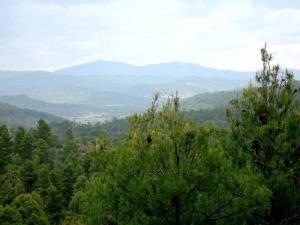 Forêt de la commune de Msara à Khenchla