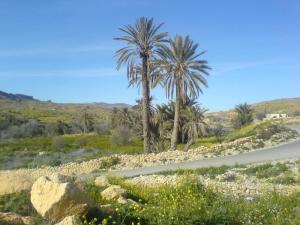 Palmeraie à El Hamma (Wilaya de Khenchla)