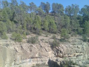 La Forêt des Beni Melloul à Khenchela