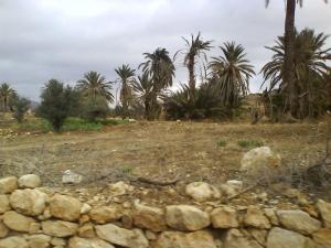 Palmeraie à El Hamma (Wilaya de Khenchela)