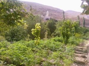 Champ arboricole dans la commune de Djellal à Khenchela