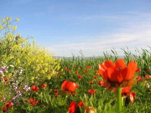 Chant de Coquelicots à Remila au Printemps (Wilaya de Khenchela)