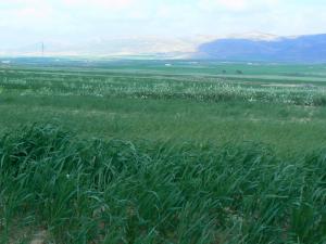 Champ agricole à Khenchela