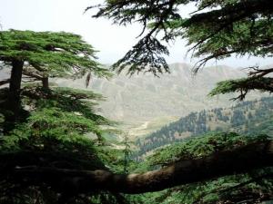 Paysage de Chelia au Printemps (Wilaya de Khenchela)
