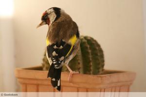 Petit chardonneret de Souk ahras