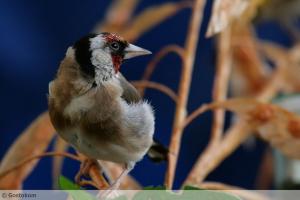 Le petit Chardonneret de Souk Ahras