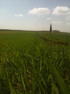 Commune de  M'daourouch à Souk Ahras