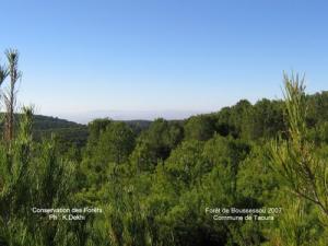Forêt de Boussessou dans la commune de Taoura (Wilaya de Souk Ahras)