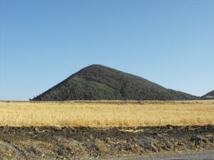 Champ de Blé prêt pour la récolte (Souk Ahras)