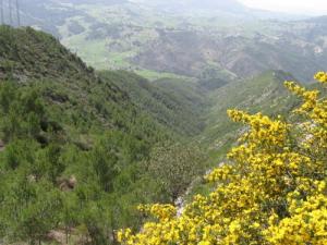 Verdure de Souk Ahras au Printemps