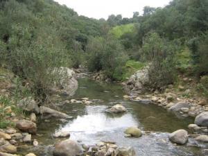 Cours d'eau dans la forêt de Souk Ahras