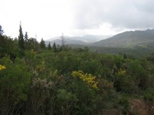 Verdure de Souk Ahras au Printemps