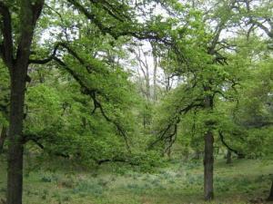 Forêt de Souk Ahras