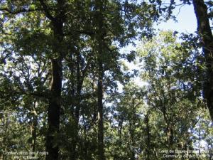 La Forêt de Souk Ahras