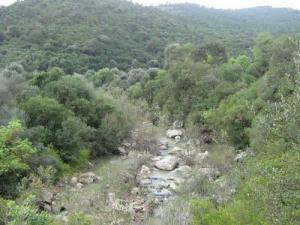 Cours d'eau dans la forêt de Souk Ahras