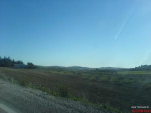 Champs agricoles de Souk Ahras