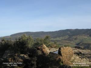 La Forêt de Souk Ahras