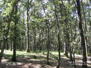 La Forêt de Souk Ahras