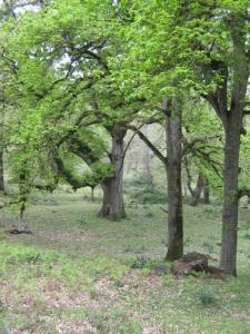 Forêt de Souk Ahras