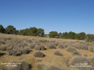 Forêt de Souk Ahras