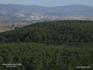 La Forêt de Souk Ahras