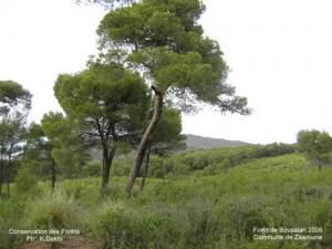 Verdure de Souk Ahras au Printemps