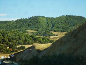 Forêt de la commune de Zarouria (Wilaya de Souk Ahras)