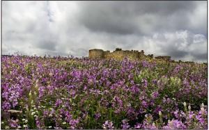 Paysage de Souk Ahras