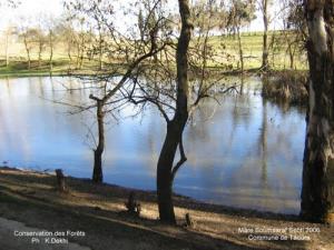 La mare  Boumaaraf Sebti  dans la commune de Taoura (Wilaya de Souk Ahras)