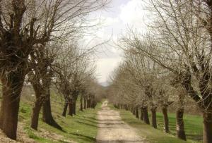 Une sentier das la périphérie de Souk Ahras
