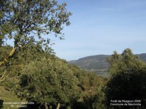 Forêt de Souk Ahras