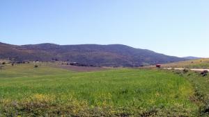 Verdure de Souk Ahras