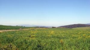 Verdure de Souk Ahras au Printemps