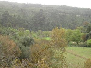 Paysage de Souk Ahras au Printemps