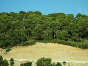 Forêt de Zarouria à SOuk Ahras