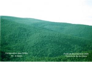 Forêt de Souk Ahras