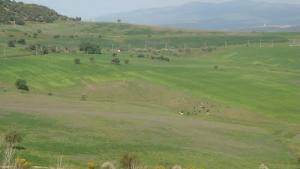 Verdure à Souk Ahras