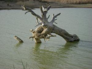 Barrage d'eau à Souk Ahras