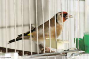 Chardonneret de Souk Ahras