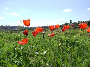 Anemone coronaria (Champ de coquelicots à Souk Ahras)