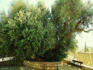 Olivier près de la basilique de saint augustin à Souk Ahras