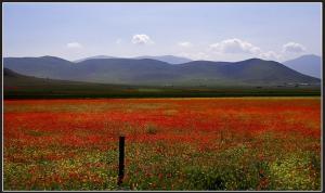 Coquelicots à SoukAhras
