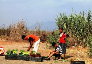 20Marchand de Comestibles sur la Route (Tipaza)