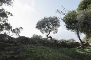 Ruines Romaines de Tipaza